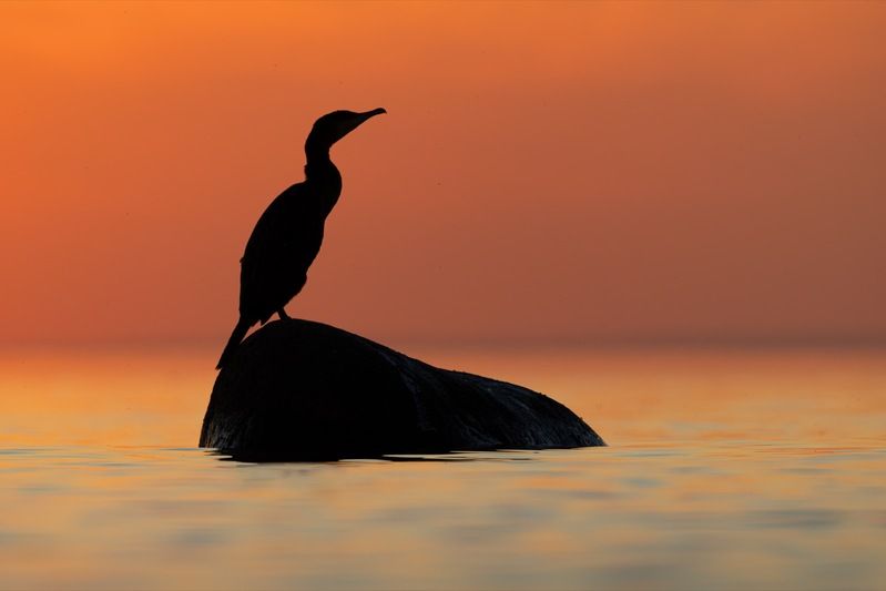 баклан, закат, финский залив, птицы Закатно-баклановоеphoto preview