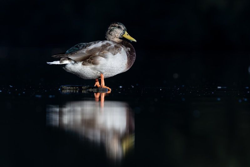 кряква, утка, птицы Крякваphoto preview