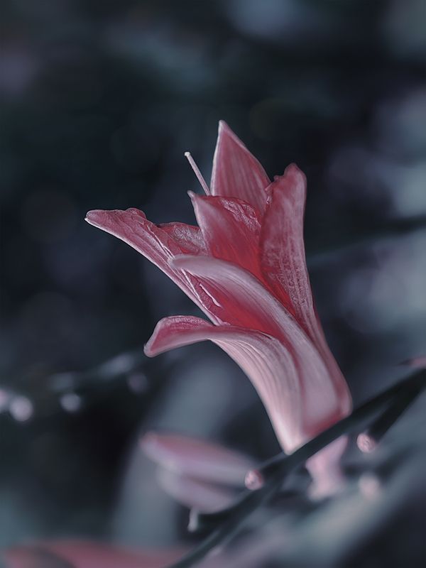 цветок лилия Расцветая в тишиphoto preview