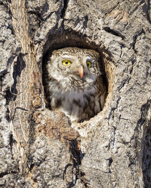 воробьиный сычик, воробьиный сыч, сова, птицы, photo preview