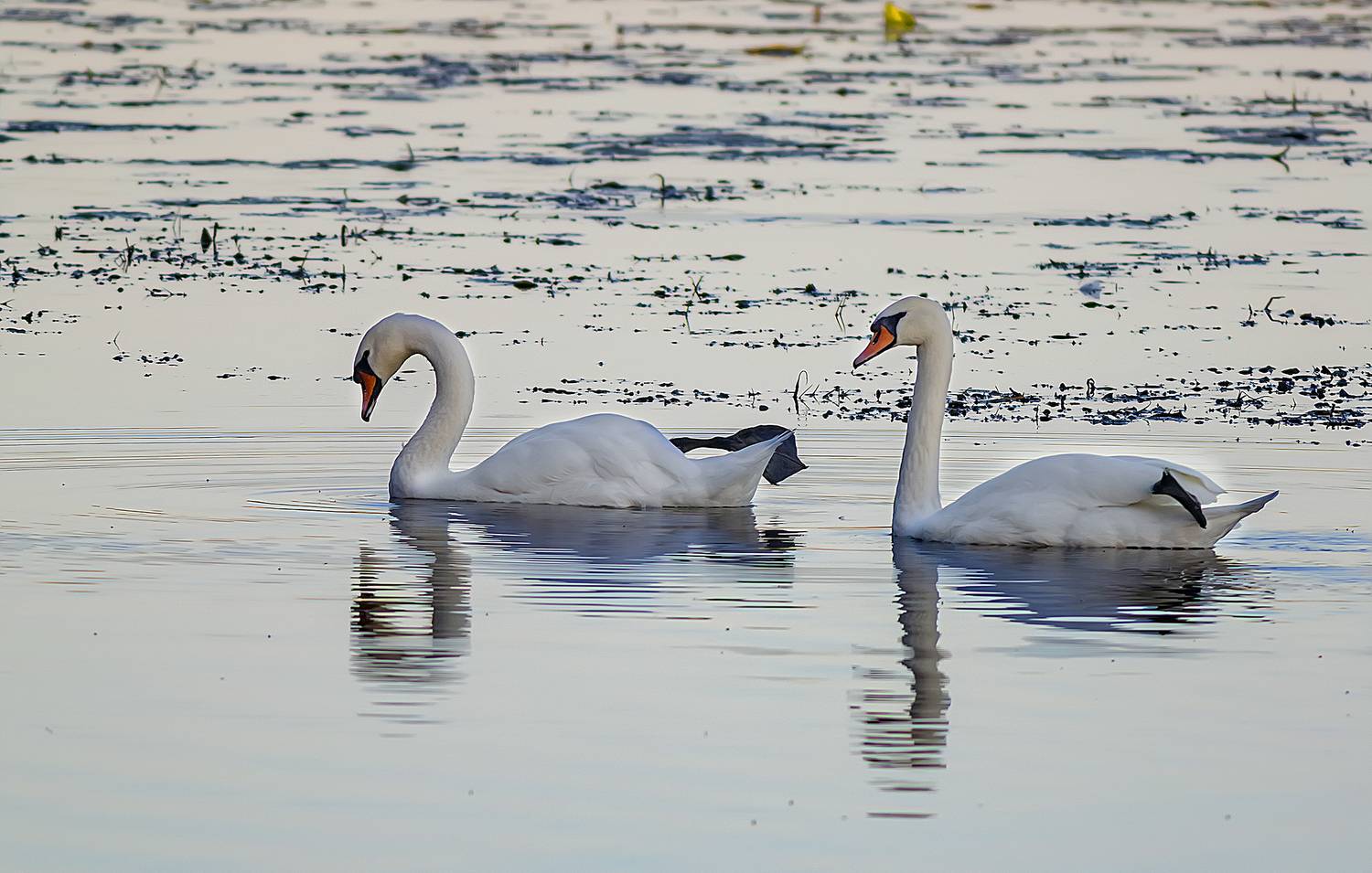 Суши ласты. Автор: Широких Александр озеро, лебеди шипуны, вечер, осень, Широких Александр