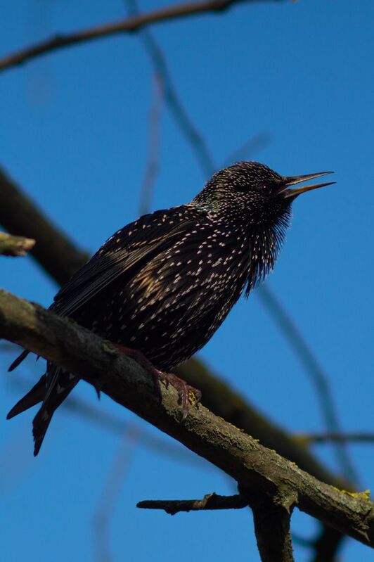 Sturnus vulgarisphoto preview