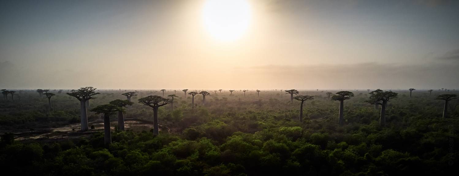 madagascar, baobab, мадагаскар, баобаб, Гиль Александр