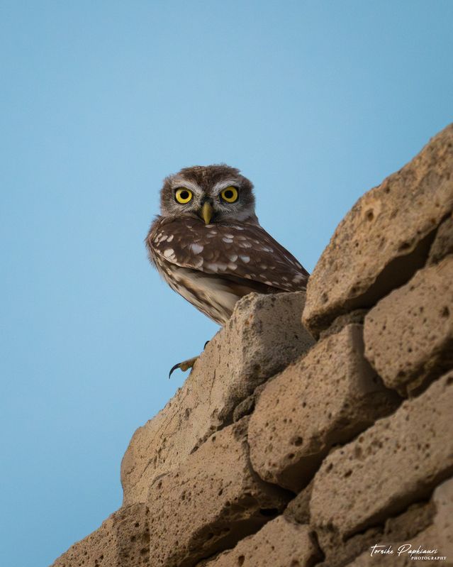 Домовый сычphoto preview