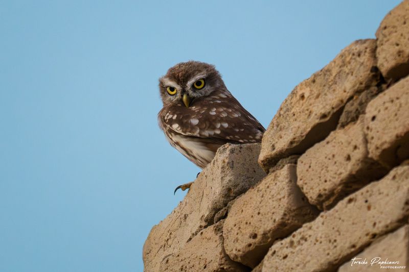 Домовый сычphoto preview