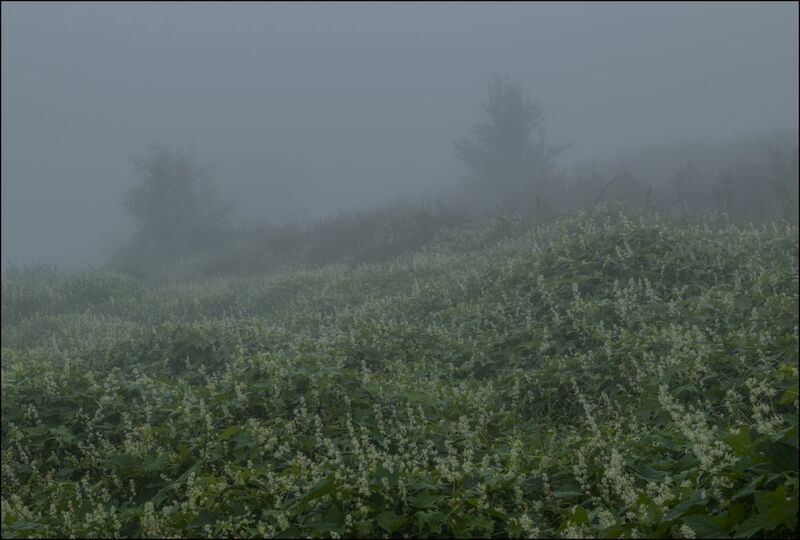 Туман над рекойphoto preview