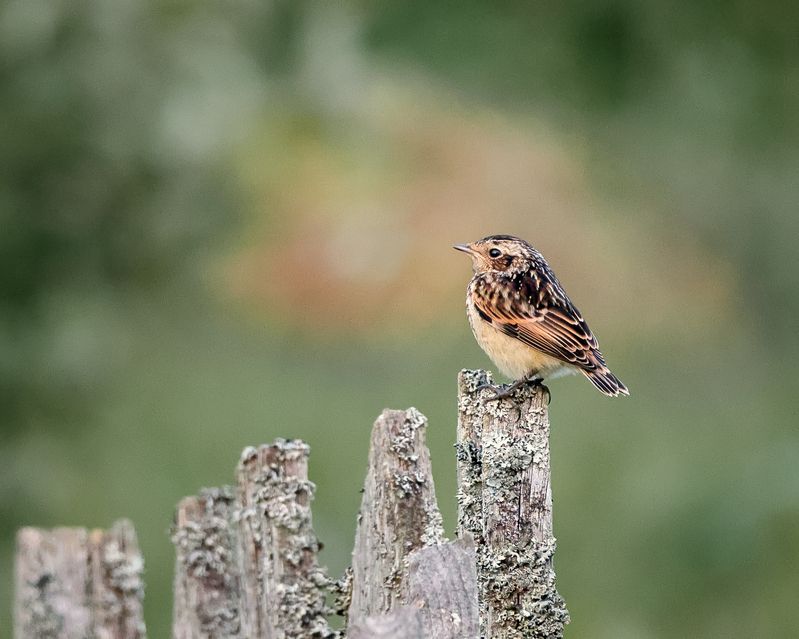 птицы, фотоохота, природа Луговой чекан фото превью