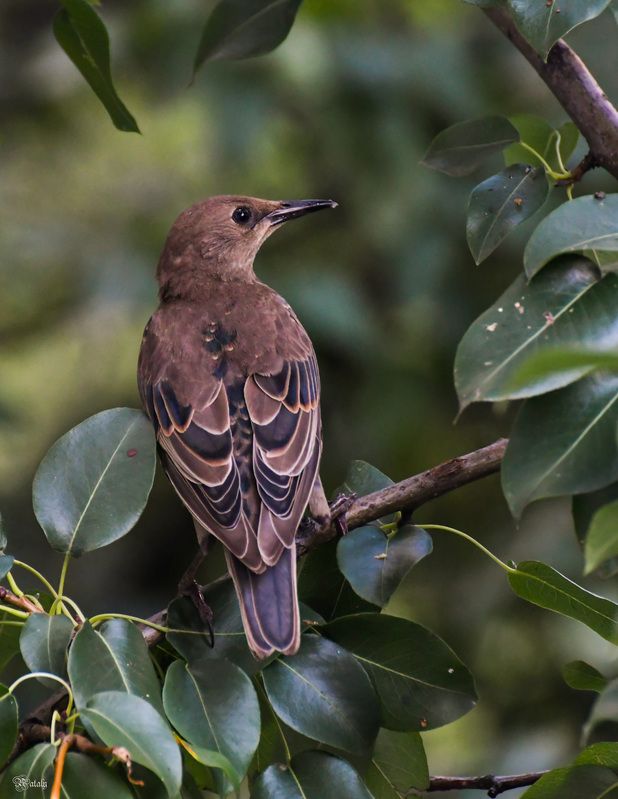 Молодой скворецphoto preview