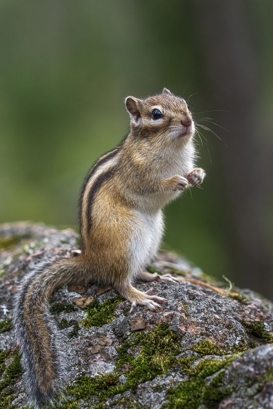 Не местные мы ...photo preview