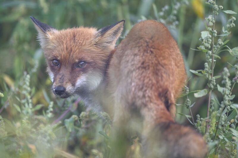 Лисенокphoto preview