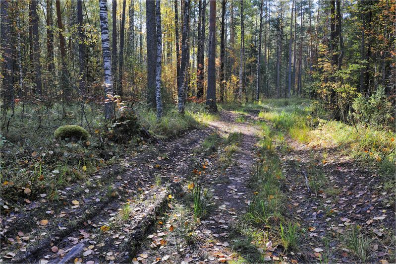 Сентябрь в лесуphoto preview