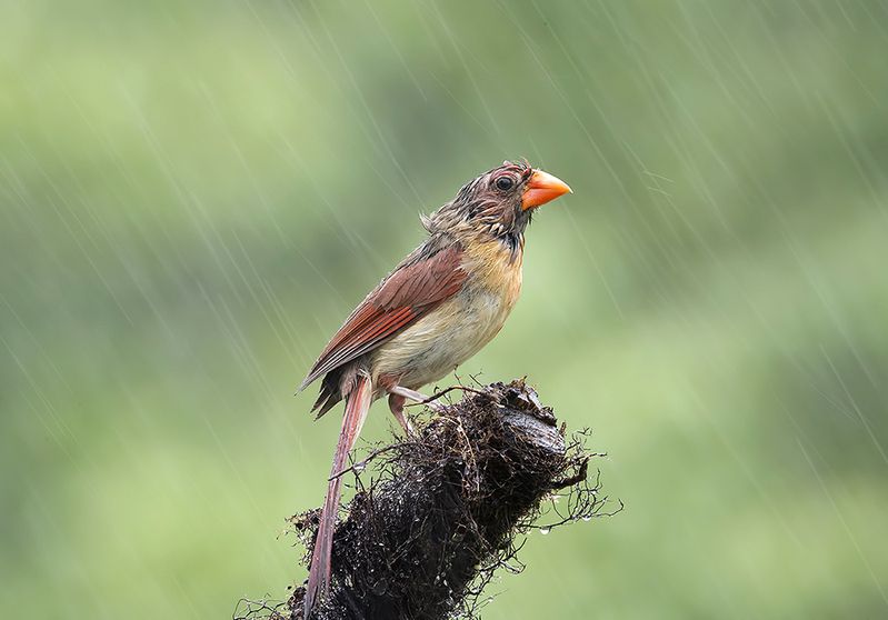 красный кардинал, northern cardinal, cardinal,кардинал, дождь Female Northern Cardinal - Самка. Красный кардиналphoto preview