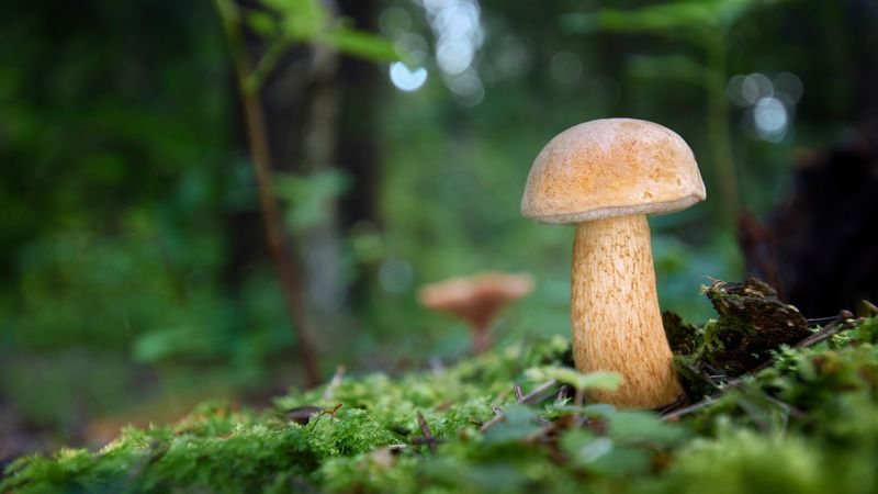 гриб Грибокphoto preview