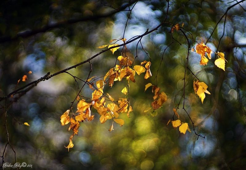 Бабье лето...photo preview