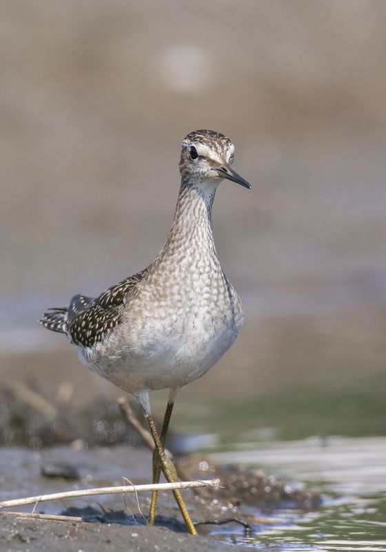 Кулик Фифи :)photo preview