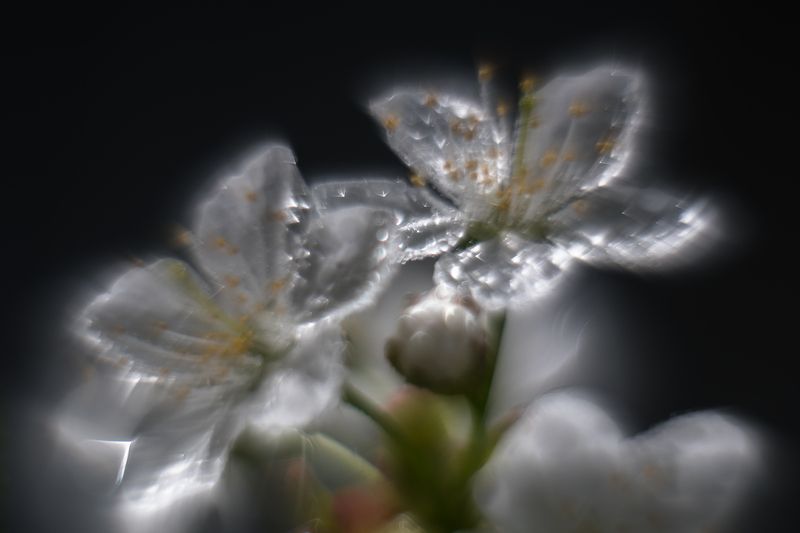 черешня, цветы, лепестки, дождь, капли После дождяphoto preview