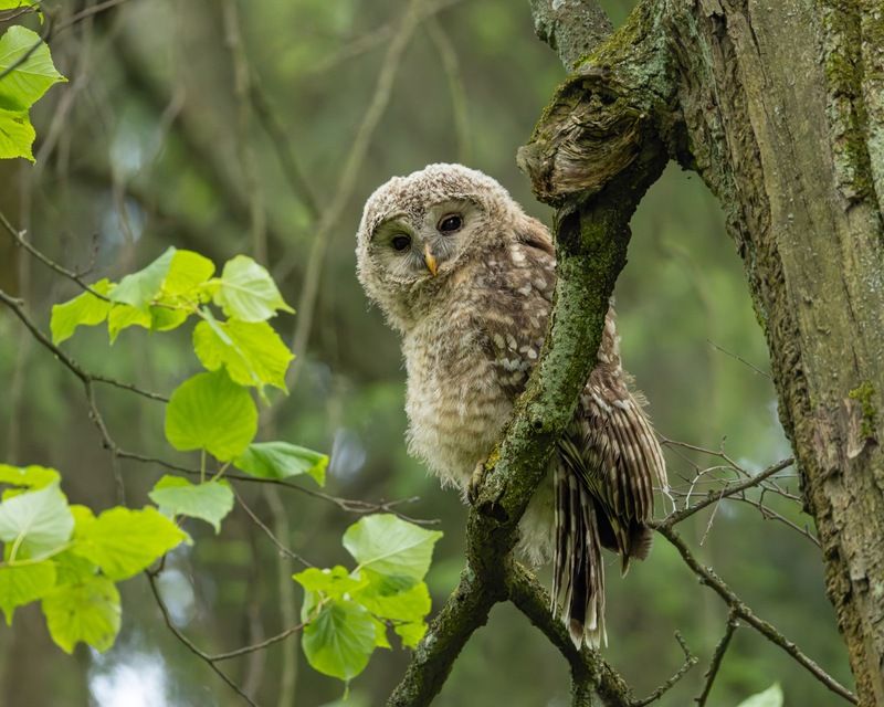 сова, совенок, уральская неясыть, птицы, неясыть, длиннохвостая неясыть photo preview