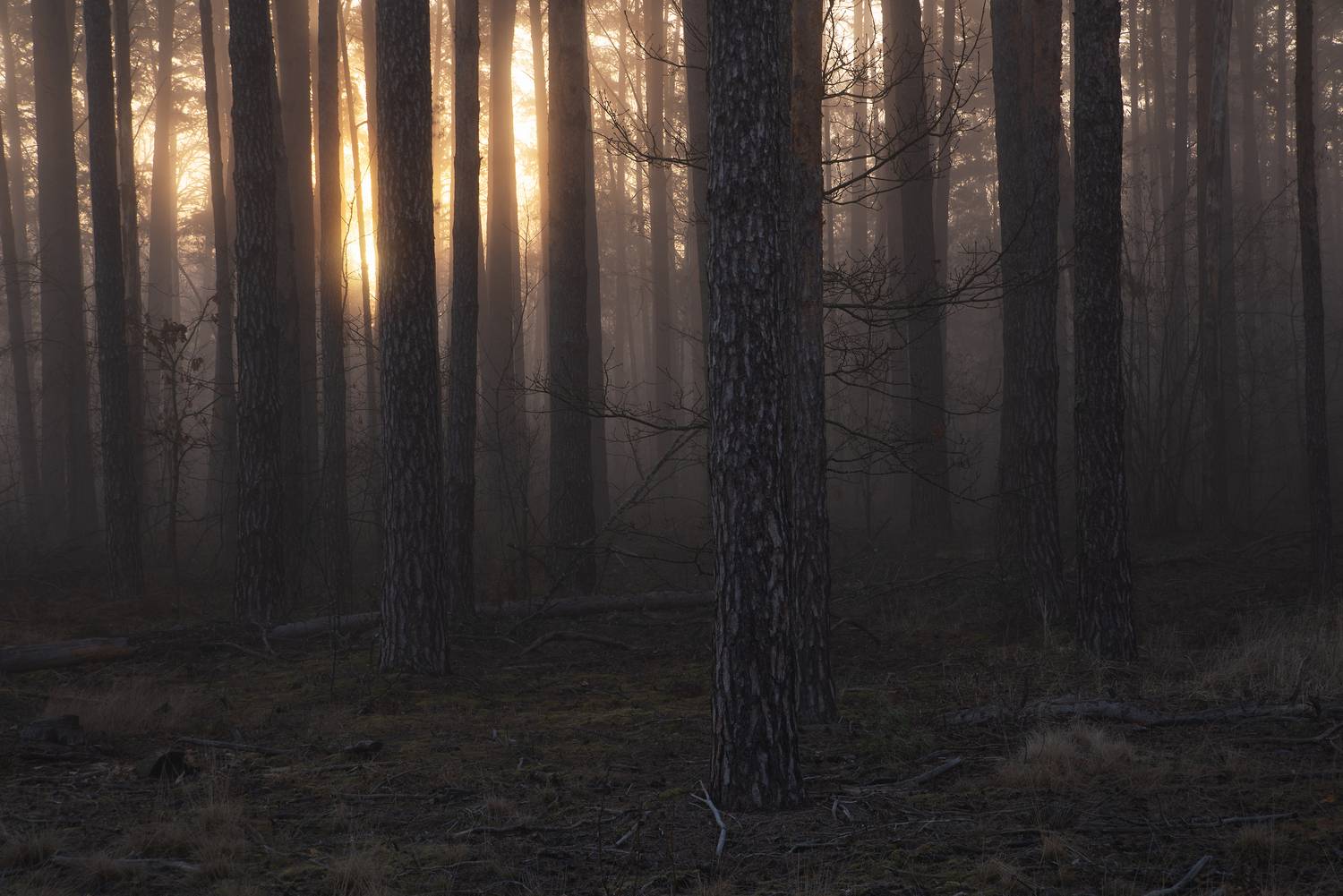 Разгорался рассвет. Автор: Захаров Дмитрий , Захаров Дмитрий