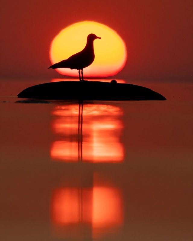 птицы, закат, чайка, балтика, финский залив, солнце, силуэт Вечер на Балтикеphoto preview