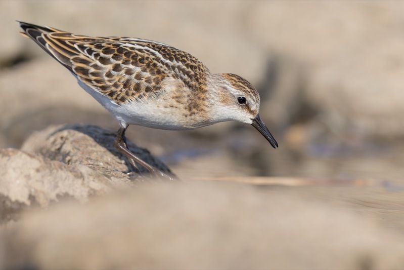 кулик-воробей, кулик, воробей, птицы, кулик воробей Кулик-воробейphoto preview