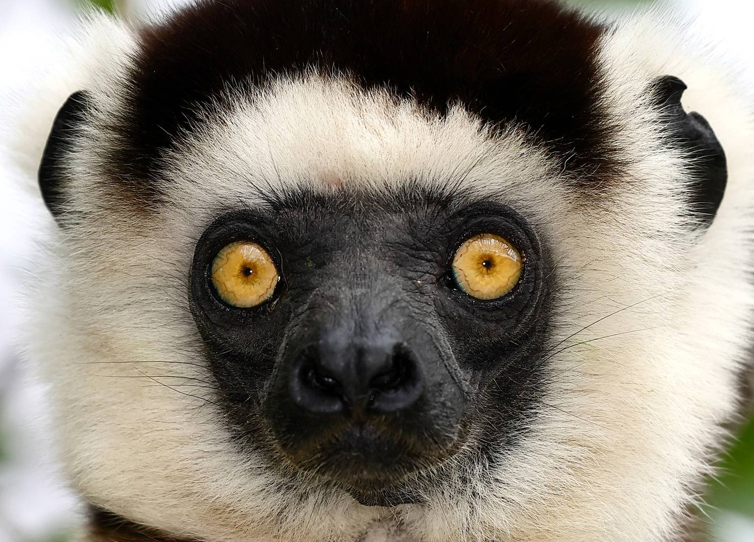 , Гудков Андрей