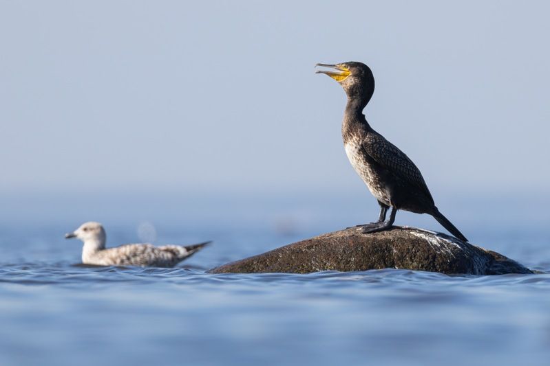 баклан, птицы, большой баклан Большой бакланphoto preview