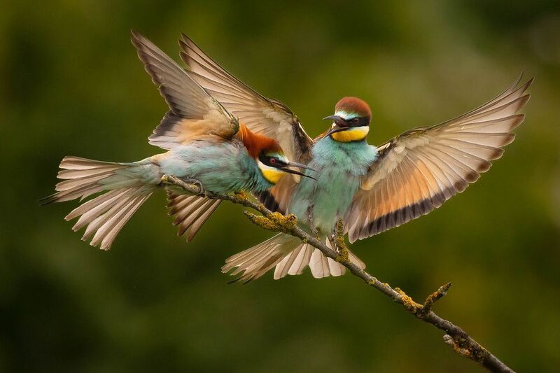 Bee-eater фото превью