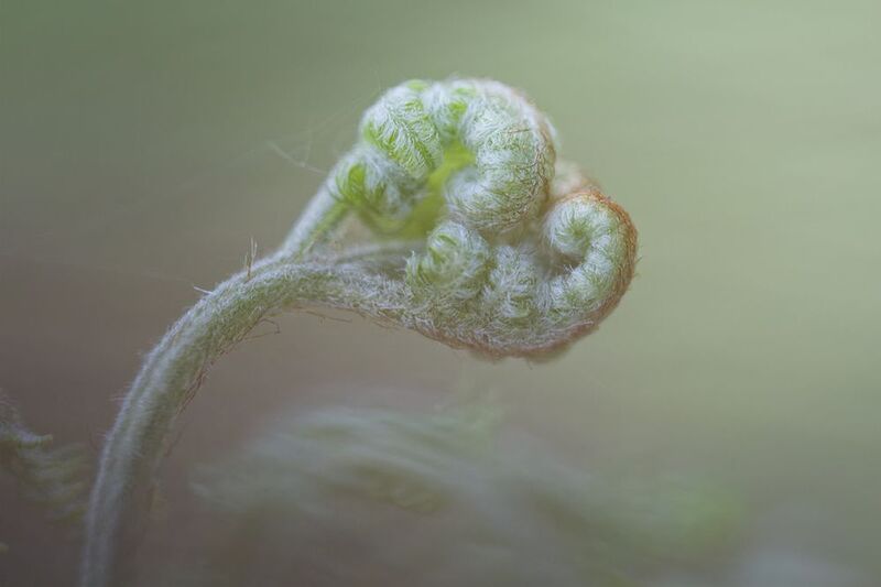 макро, fern, папоротник, macro Нежный изгиб фото превью
