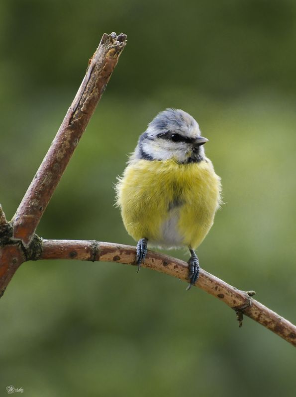 Лазоревкаphoto preview