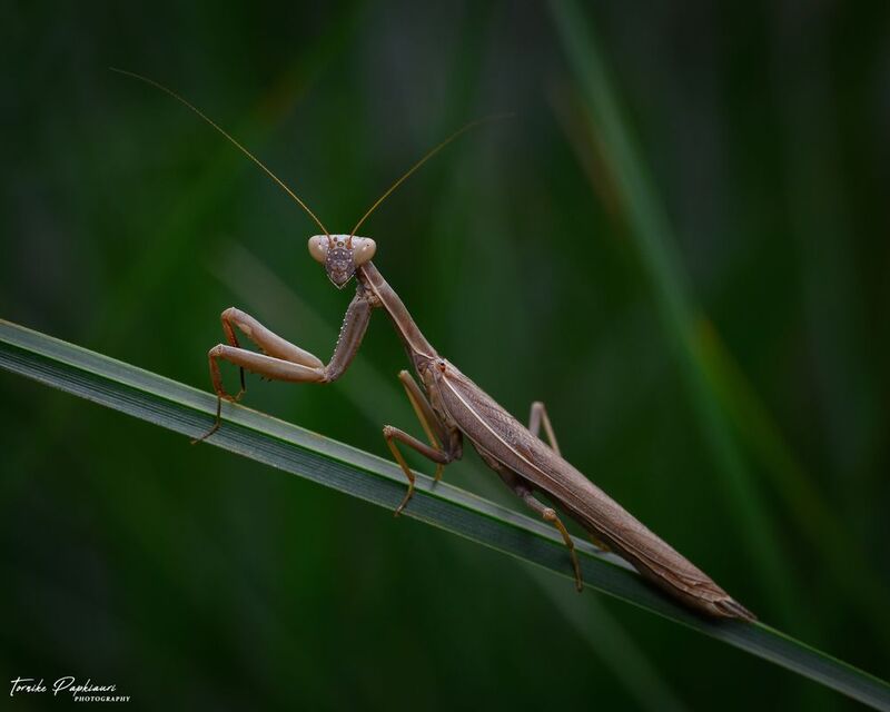 MANTISphoto preview