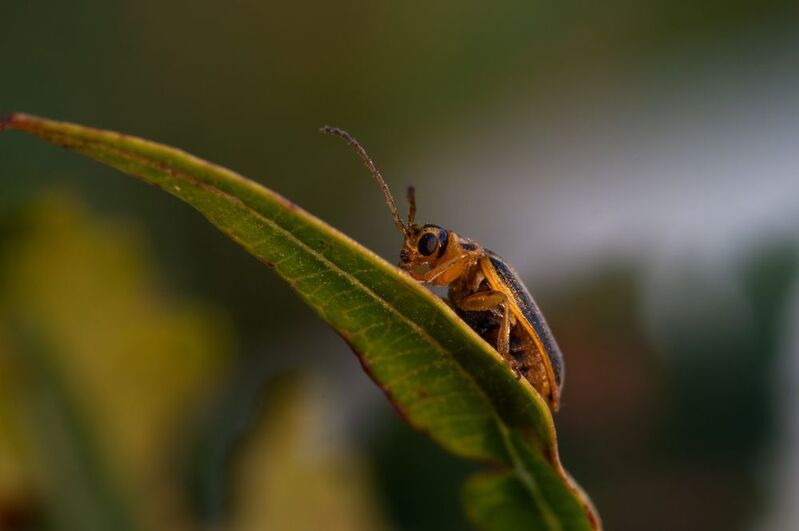 Xanthogaleruca luteolaphoto preview