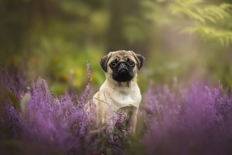 Симбаphoto preview