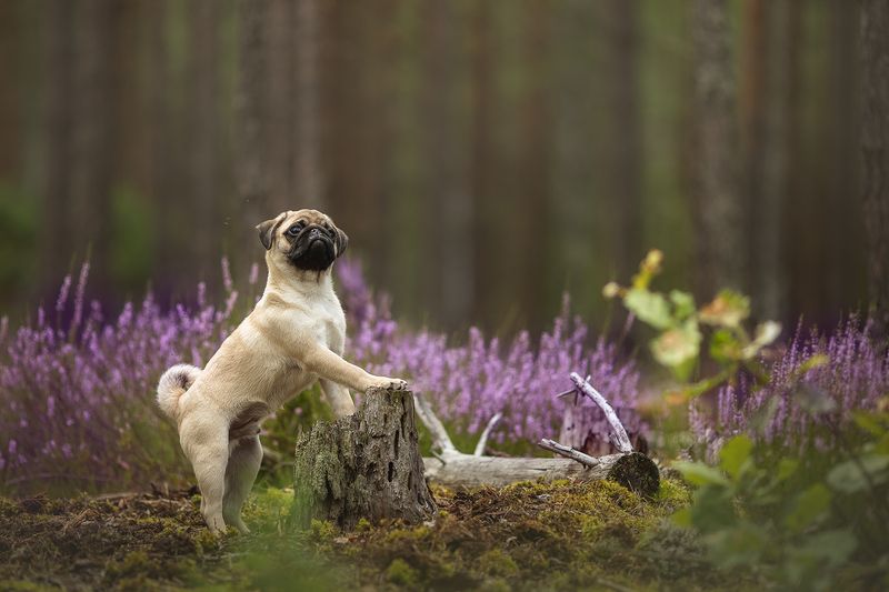 Симбаphoto preview