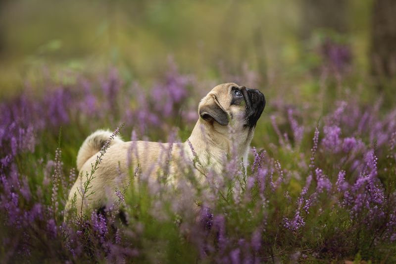 Симбаphoto preview