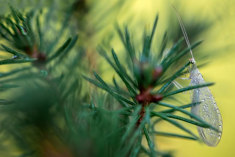 насекомые, макро Златоглазка... фото превью