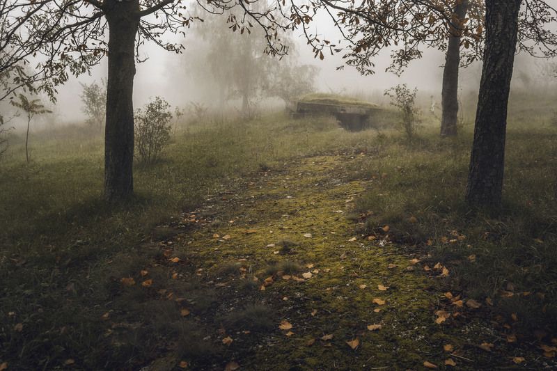 fog, mist, morning, autumn, forest, path, silence, nature, atmospheric, dreamy, cinematic, moody, landscape, trees, mystery, quiet, soft light, romantic, fine art, poetic, woodland, golden hour, peaceful, melancholic, fairytale, nature lovers, magic, phot Whispers in the Fogphoto preview
