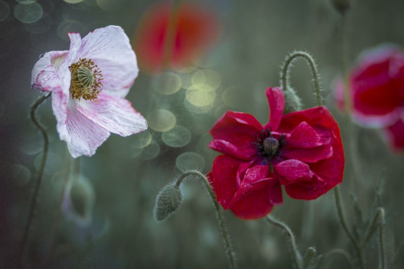 маки МАКИ фото превью