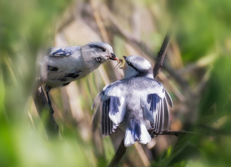 птица, князёк, белаялазоревка, кормление, птенец, Малышу самое вкусное.photo preview