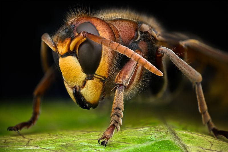 ceclii, macro  фото превью