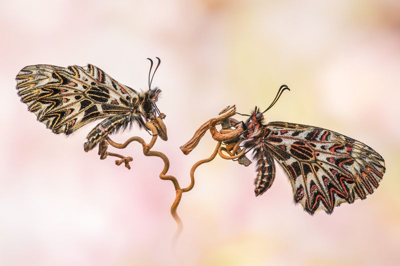 Whispers on a Vinephoto preview