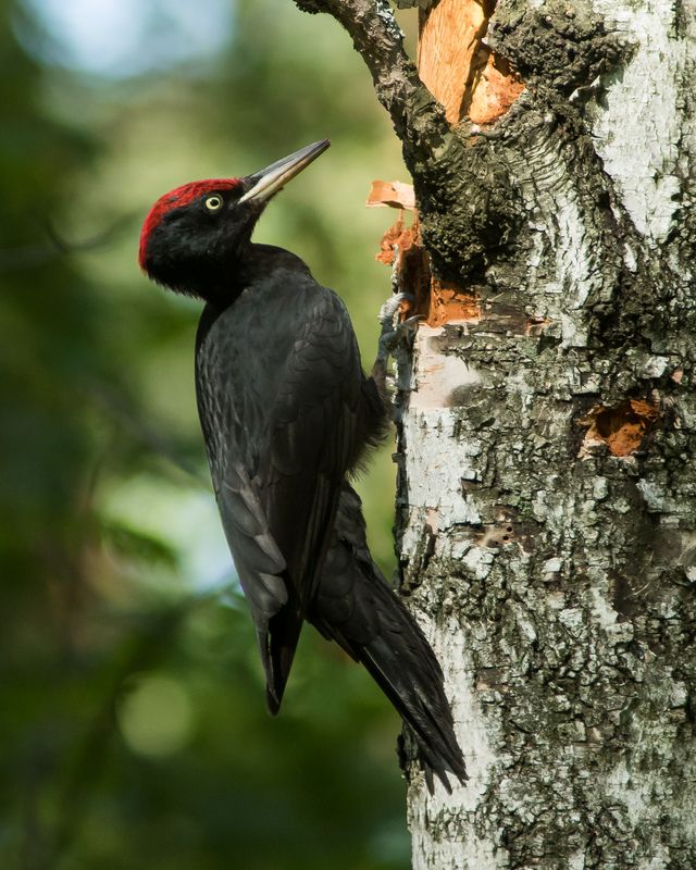 желна Желнаphoto preview