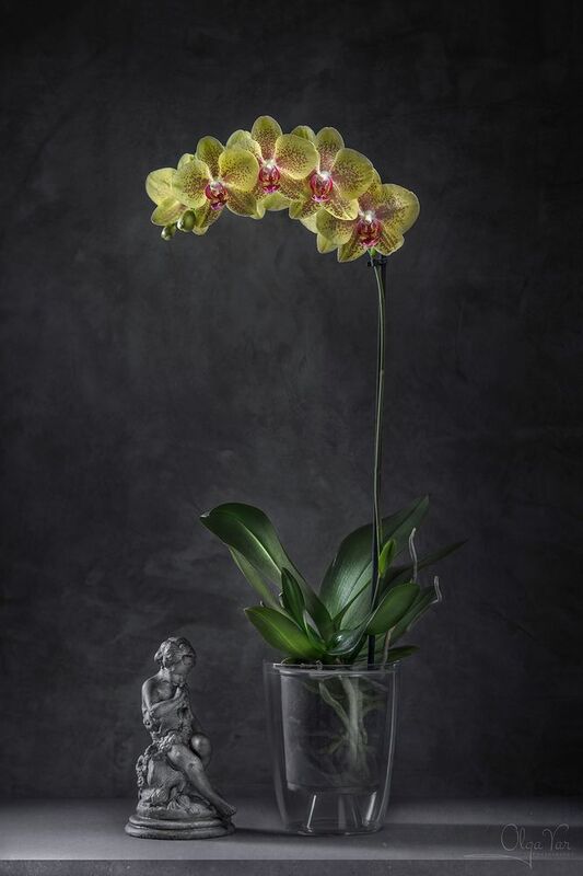 цветы, орхидея Пульсацияphoto preview