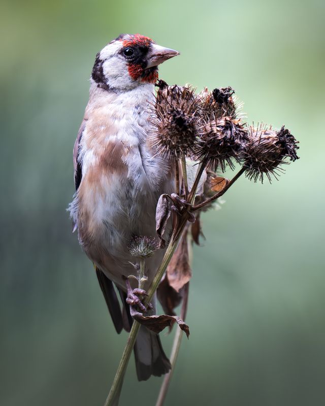 Черноголовый щегол (Carduelis carduelis) photo preview