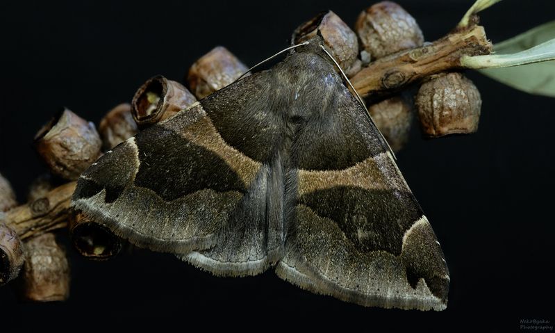 Макро, природа, насекомые, бабочка, мотылек, гусеница, куколка, Macro, nature, insects, butterfly, moth, caterpillar, pupa, Совка расписнаяphoto preview