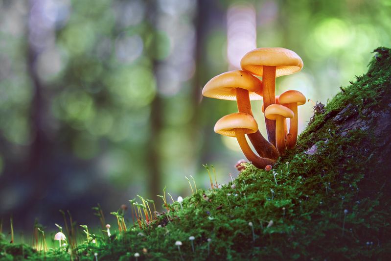 грибы, лес Грибочкиphoto preview