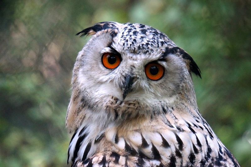филин, птица, совиные, настоящие птицы, хищные, животные, животные красной книги, дикие животные, Филин.photo preview
