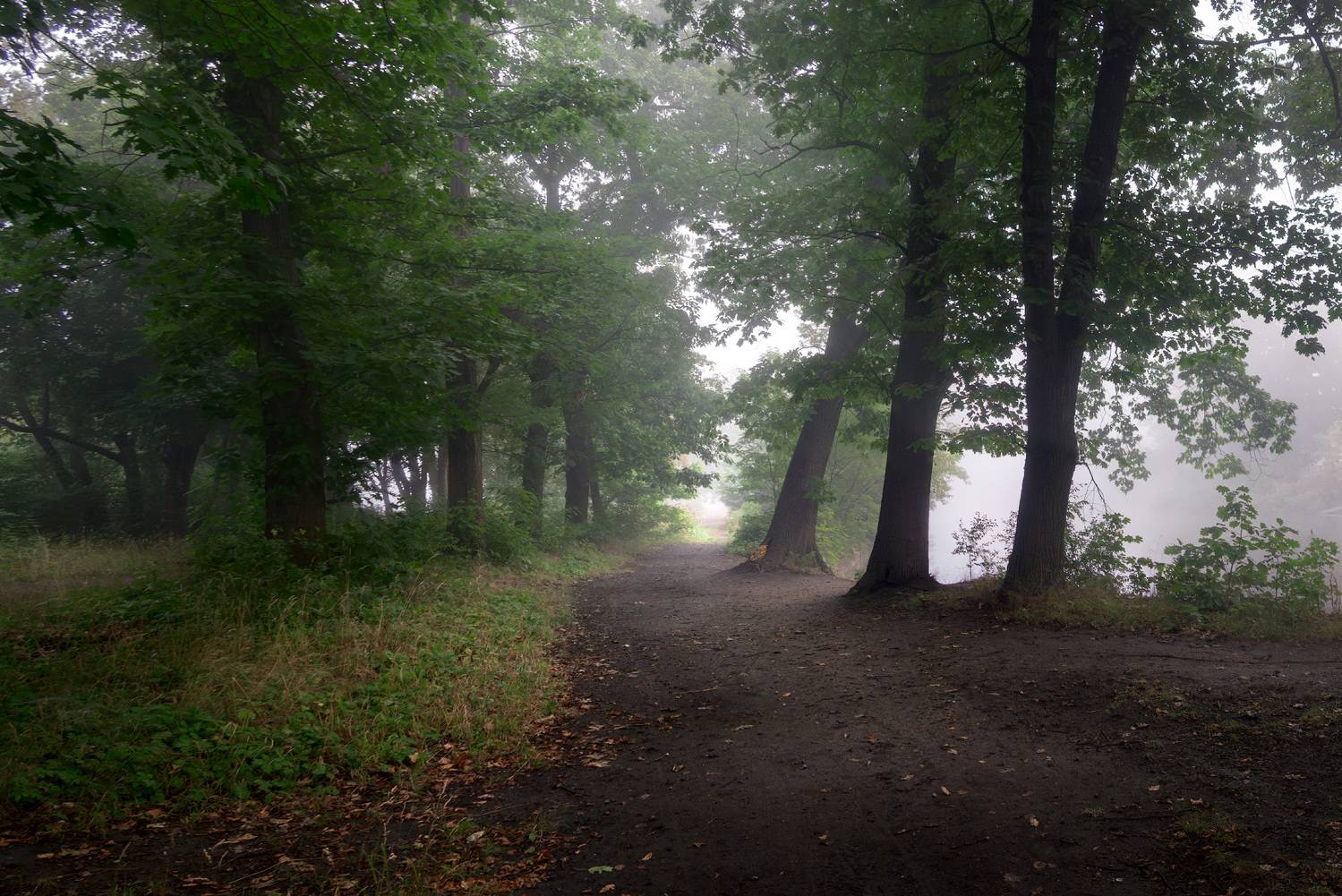 ***Foggy morning***. Автор: Виктор Тулбанов fog, morning, landscape, park, misty, Виктор Тулбанов