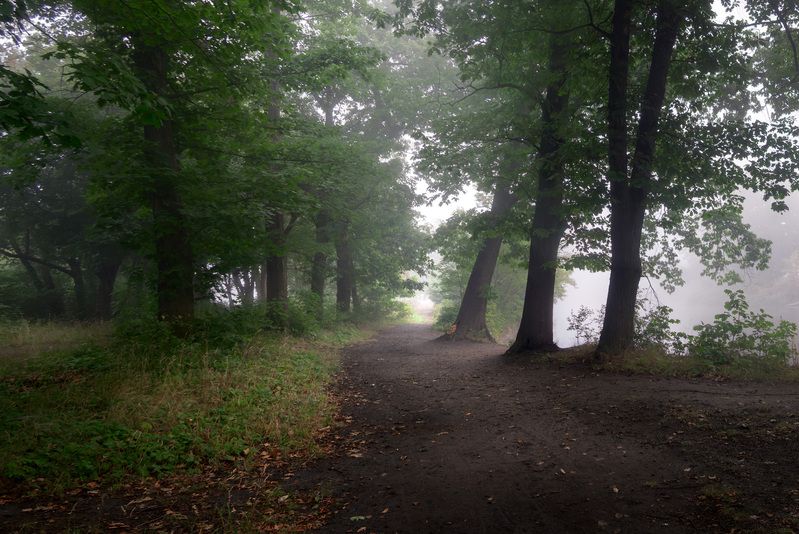 fog, morning, landscape, park, misty ***Foggy morning***photo preview