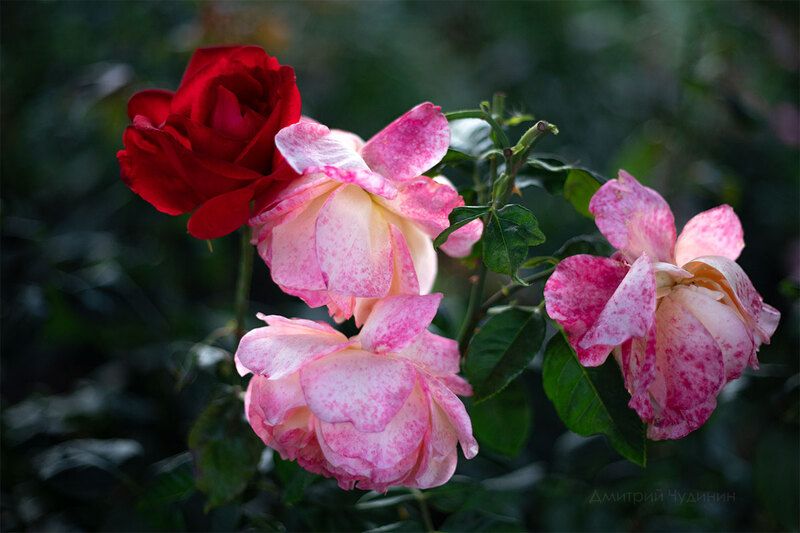 Красная роза фото превью