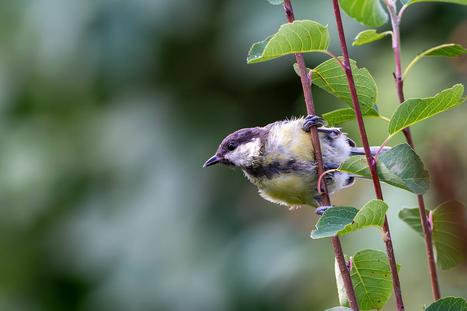 , Молодкин Дмитрий